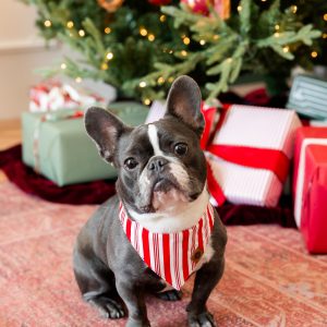 Dog Bandana in Peppermint Stripes