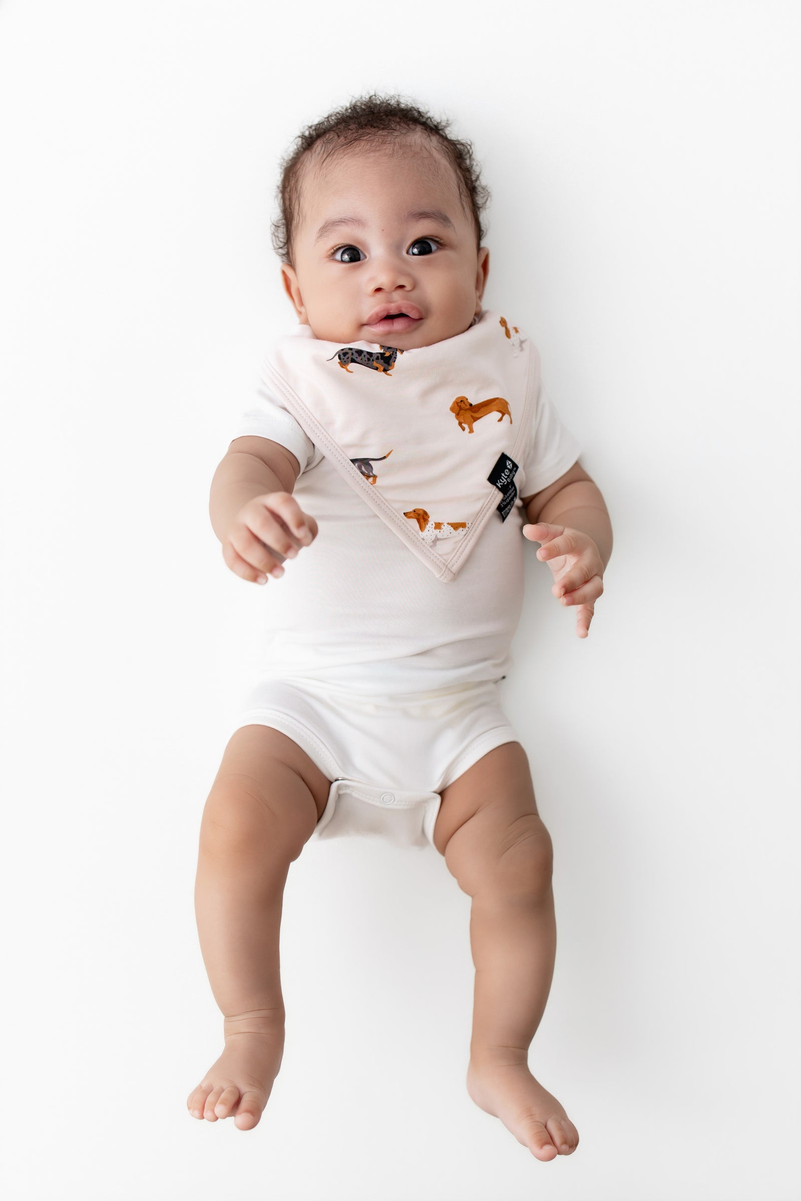 Bib in Dachshund - Image 3