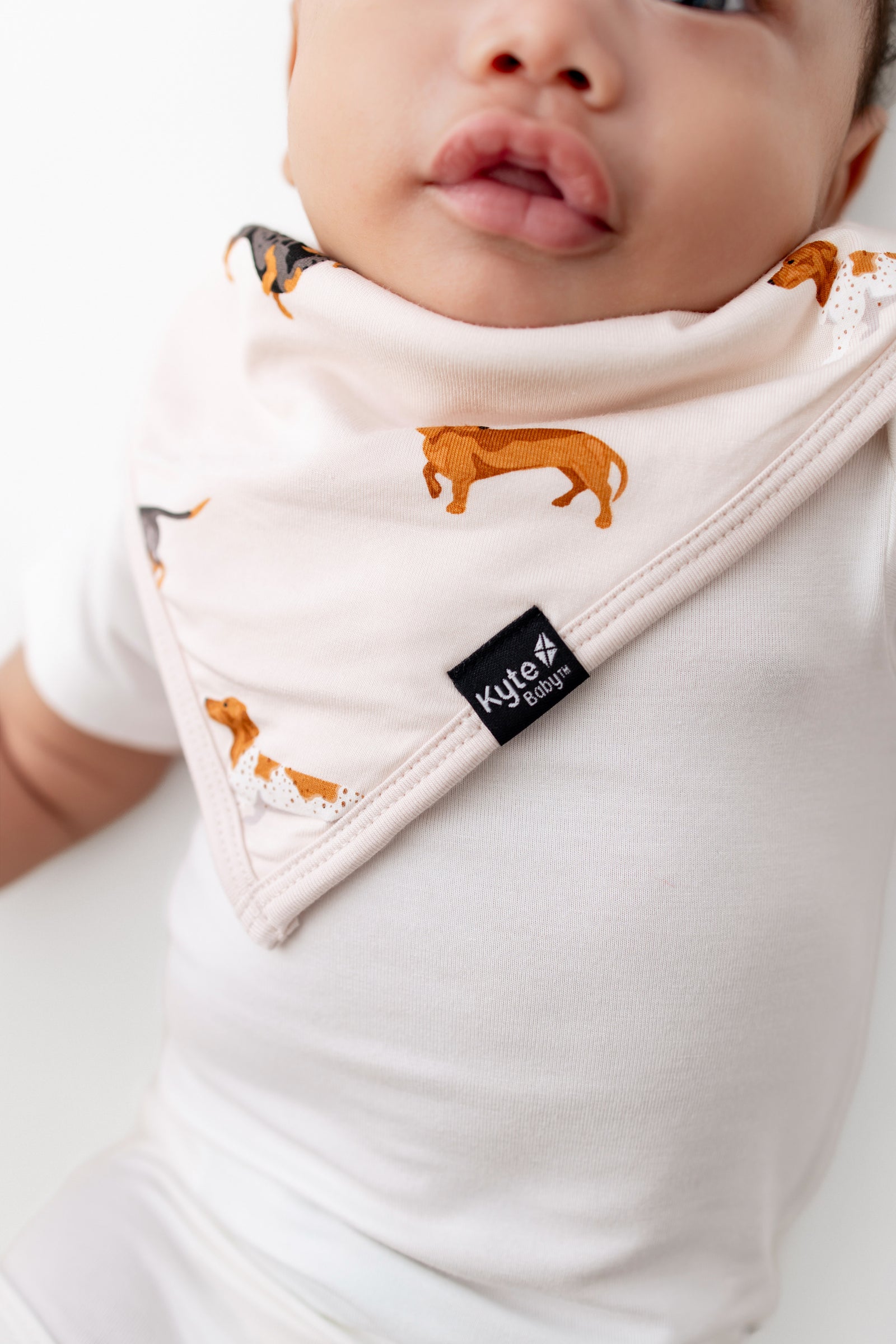 Bib in Dachshund - Image 4