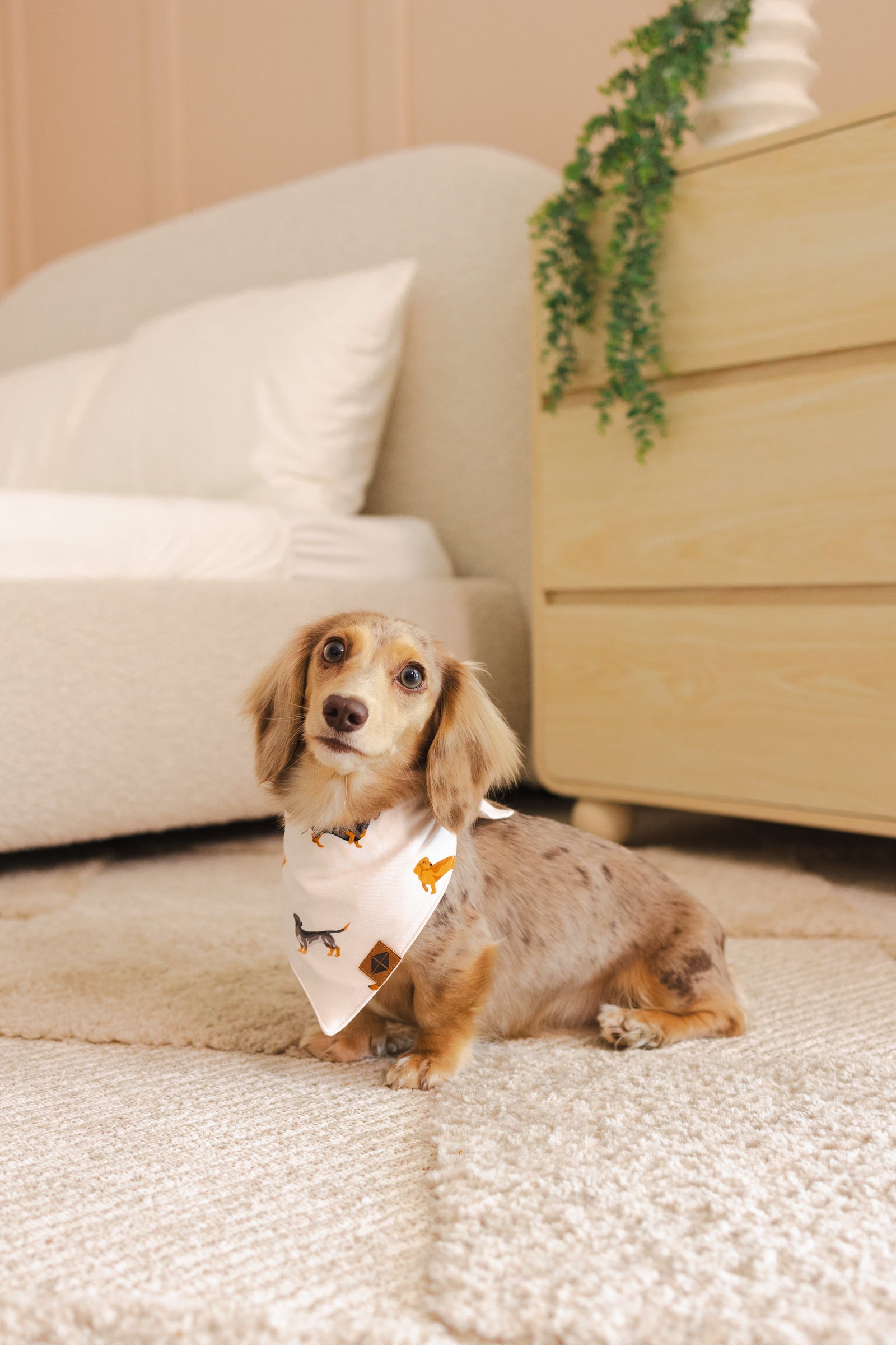 Dog Bandana in Dachshund - Image 4