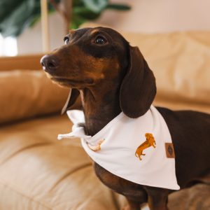 Dog Bandana in Dachshund