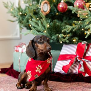 Dog Bandana in Gingerbread