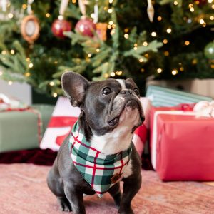 Dog Bandana in Holiday Plaid